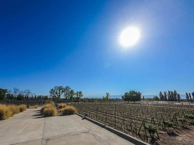 Vineyard with the Andes in the distance