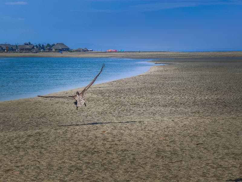 Crane taking off