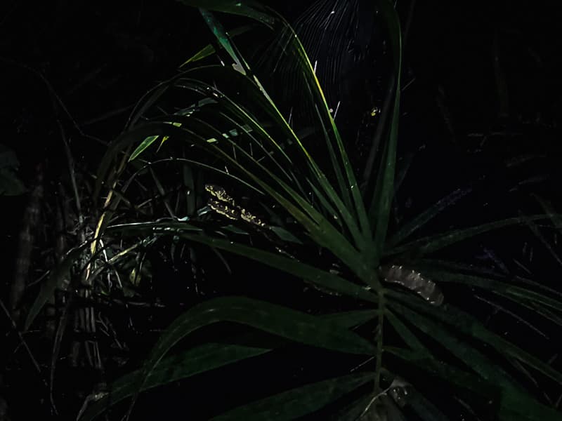 Spotting a snake in in the tree branches on the way back