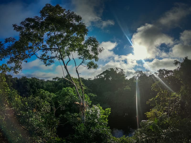 The rainforest from the viewpoint tower