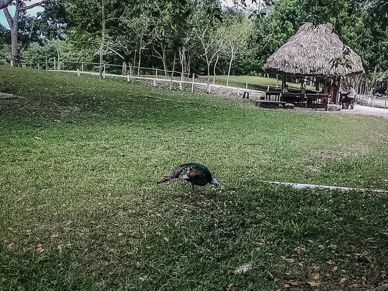 One of the birds in the park