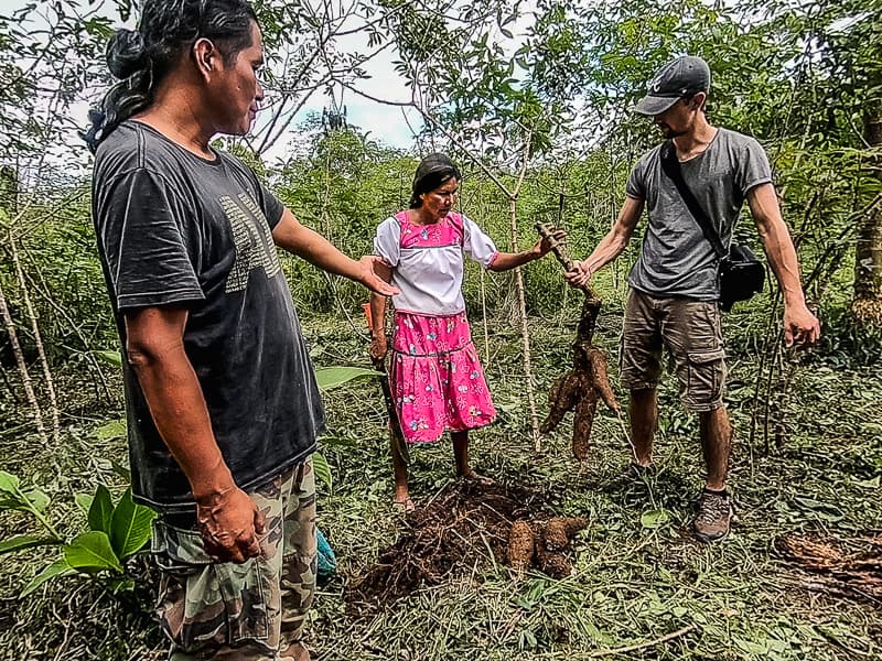 The roots of the cassava plant known as yuca in Ecuador